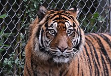 Sumatra-Tiger - Arne Dedert/dpa