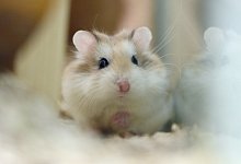 Fellpflege bei Hamstern - Foto: Caroline Seidel