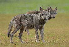 W&ouml;lfe - Torsten Beuster/-/dpa/Symbolbild