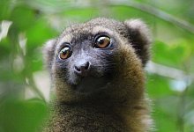 Goldener Bambuslemur - J&uuml;rgen B&auml;tz/dpa