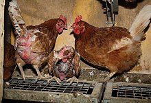 Bio-Haltung sch&uuml;tzt nicht immer - DIE TIERFREUNDE