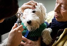 Tieruntersuchung: Augenzucken - Foto: Frank Rumpenhorst/dpa