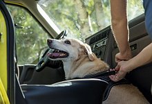 Hunde im Auto - Foto: Christin Klose