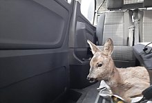Rehkitz aus Fluss gerettet - Bundespolizei M&uuml;nster/dpa/Archivbild