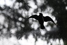 Fensterscheibe - Britta Pedersen/dpa