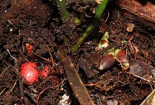 Pinanga subterranea - Randi Agusti/Royal Botanic Gardens/dpa