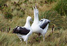 K&ouml;nigsalbatrosse - Ellen Rykers/Forest and Bird/dpa