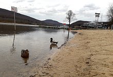 Nur die Enten d&uuml;rfen baden - David Schellenberg