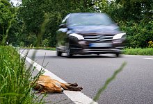 Wildunfall - Sina Schuldt/dpa/Symbolbild