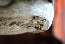 Wespennest - Foto: Karl-Josef Hildenbrand