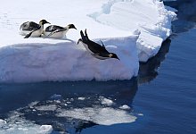 Pinguine in der Antarktis - Liu Shiping/Xinhua/dpa