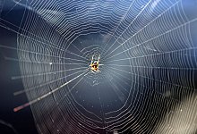 Gartenkreuzspinne in ihrem Radnetz - Wolfgang Kumm/dpa/dpa-tmn