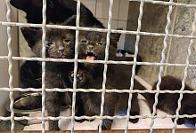 ausgesetzt1_0923 - Tierheim Detmold