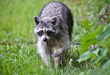 Waschb&auml;r - Foto: Patrick Pleul