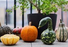 Populärer Pumpkin: Der kolossale Kürbis-Boom - Rolf Vennenbernd/dpa