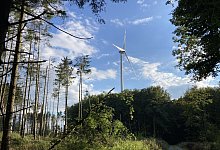 hbm-stadtwald-buchen-und-windrad-6 - Cordula Gröne