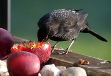 Amsel frisst Obst - Roland Weihrauch/dpa/dpa-tmn