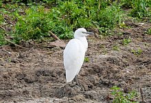 Kuhreiher am Altm&uuml;hlsee - Sonja Dollhopf/LBV/dpa