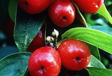 Kornelkirschen - Foto: Marion Nickig