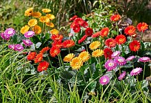 Erh&auml;ltlich unter dem Aktionsnamen &laquo;Sunny Sisters&raquo;: Diese Garten-Gerbera hat der Bayerische G&auml;rtnerei-Verband zu seiner &laquo;Pflanze des Jahres 2022&raquo; gew&auml;hlt. - GMH/dpa-tmn