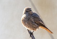 Hausrotschwanz - Peter Zschunke/dpa-Zentralbild/dpa