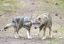 W&ouml;lfe - Soeren Stache/dpa-Zentralbild/dpa