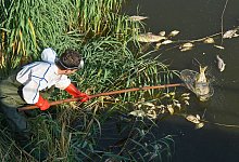 Aus der Oder wurden bereits etliche Tonnen an toten Fischen geborgen. - Patrick Pleul/dpa