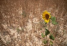 Trockene Felder auf Mallorca - Clara Margais/dpa