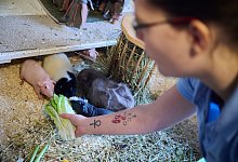 Berlinerin pflegt Tiere in Not - Annette Riedl/dpa