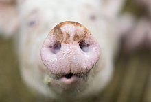 Schwein - Friso Gentsch/dpa