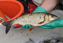 Die Fische erholen sich - ein lebender D&ouml;bel aus der Oder. - Patrick Pleul/dpa