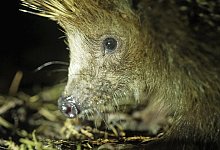 Hazel - Robin J&auml;hne