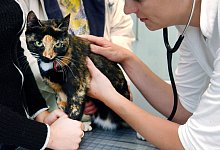 Katze beim Tierarzt - Foto: Patrick Pleul/Zentralbild/dpa