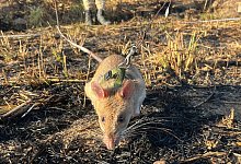 Riesenhamsterratten erschn&uuml;ffeln Landminen in Angola - Kristin Palitza/dpa