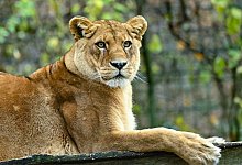 Löwen in Zoo in Neuseeland sollen eingeschläfert werden - Patrick Pleul/dpa