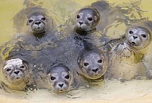 Junge Seehunde kurz vor der F&uuml;tterung in einem Becken in der Seehundstation Friedrichskoog. - Christian Charisius/dpa