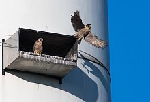 F&uuml;hlen sich wohl: Die Wanderfalken nahe der Autobahnrastst&auml;tte G&uuml;tersloh br&uuml;ten in 60 Metern H&ouml;he - eines von nur wenigen Paaren im Kreis G&uuml;tersloh. - Heinz Mertineit