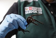 Spinnen-Schmuggler in Peru festgenommen - -/Serfor/dpa