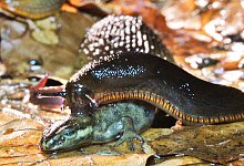 Schnecke frisst Molch - Robin J&auml;hne
