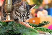 Katze schnuppert an Weihnachtsdeko - Franziska Gabbert/dpa-tmn