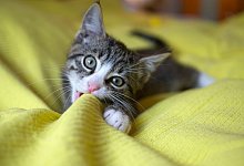 Ranking Katzennamen 2023 - Silke Heyer/dpa-tmn