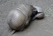 Kugelg&uuml;rteltier - Sascha Thelen/dpa