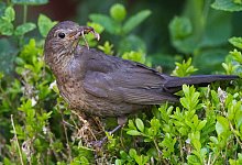 Hecken Str&auml;ucher Ende Juli V&ouml;gel - Julian Stratenschulte/dpa/dpa-tmn