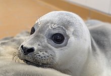 Seeh&uuml;ndin Karla - Seehundstation Norddeich/dpa