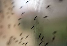 Malaria - Stephen Morrison/epa/dpa