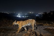 Studie: Tigerpopulation nimmt dank Schutzma&szlig;nahmen deutlich zu - Yashpal Rathore/Science/dpa