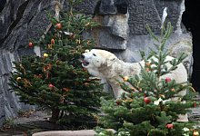 Weihnachtsbäume als Tierfutter - Wolfgang Kumm/dpa/dpa-tmn