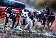 Deutsche Meisterschaft im Schlittenhunderennen - Jens B&uuml;ttner/dpa