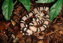 Eine Milchschlange - Foto: FLH/dpa-tmn