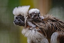 Seltener Lisztaffen-Nachwuchs - Foto: Chester Zoo/PA Media/dpa